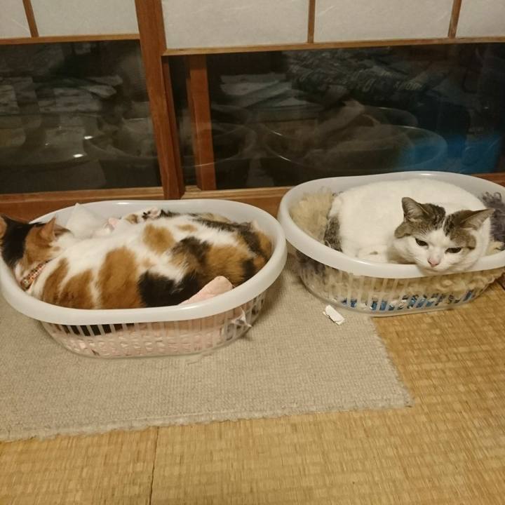 F55b1477 3b09 4ca2 9e34 1eccebad7ff0 1531412547217