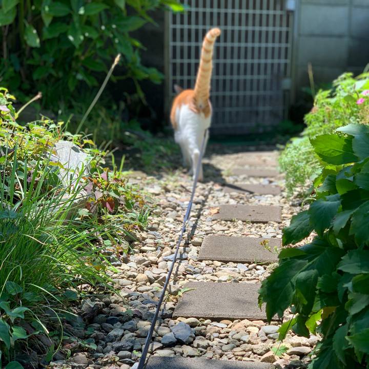 F55d1516 83c4 479f a662 d24cd29170ed 1595400345279