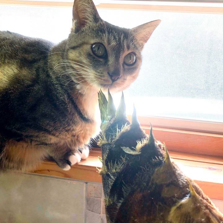 F55ef9af c049 44a3 a36d c59c627f613d 1650091953913