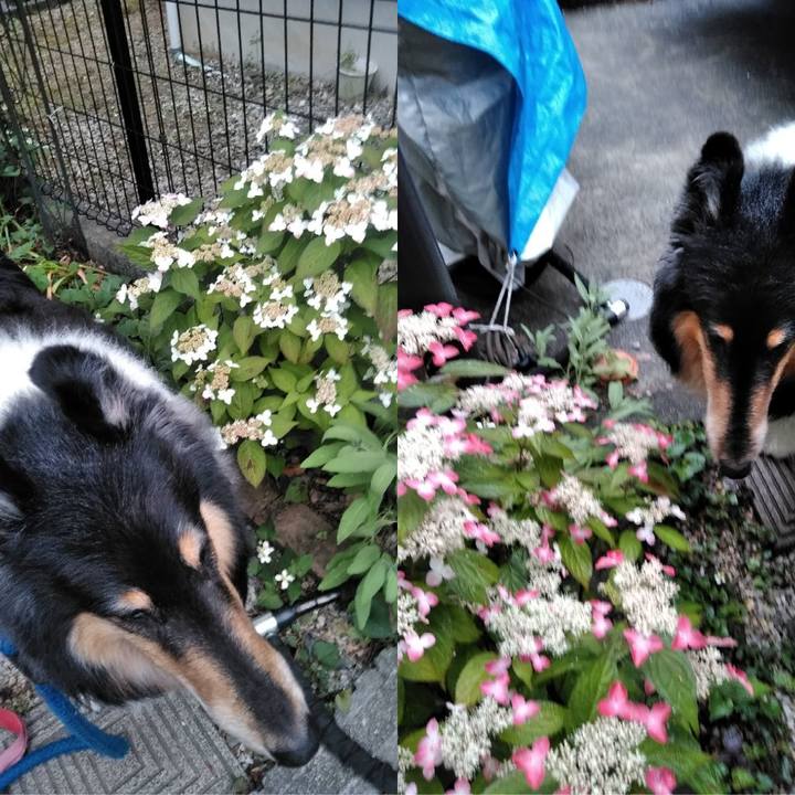 F56714a7 a45a 432d 901c fea074da7498 1528452422415