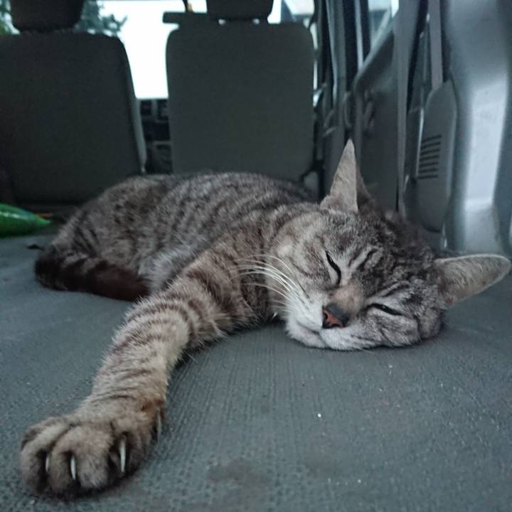 F56d0c88 906f 4c2a 95ce 6eb0d2aa79da 1559040135458