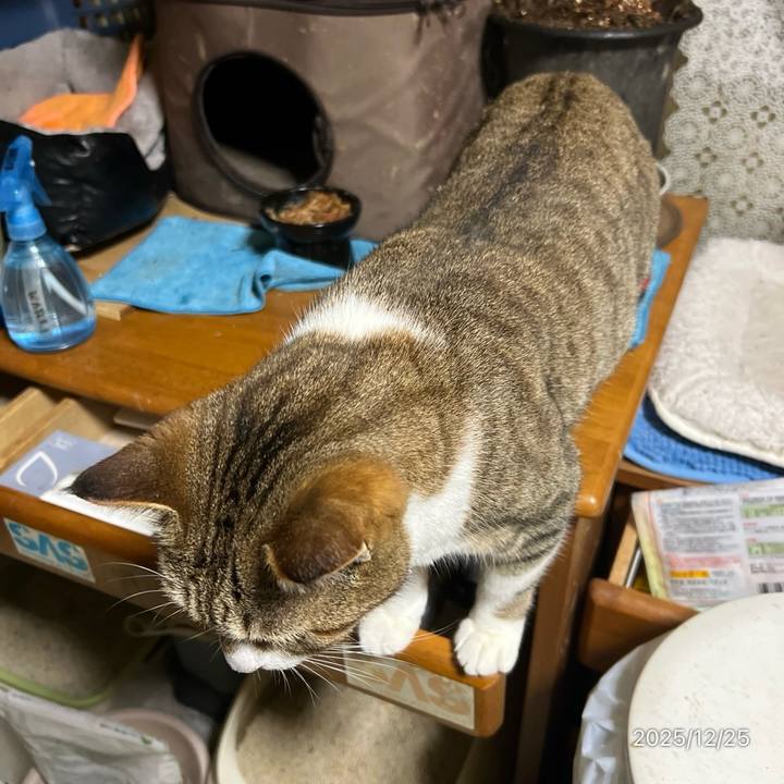 F56d6a80 8915 4466 ba12 de417880debb 1766613963165