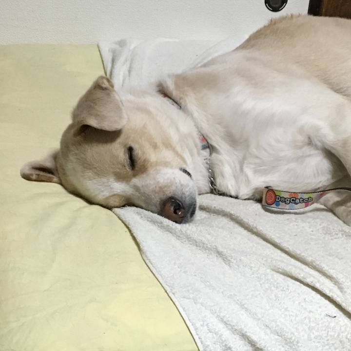 F56e4823 4ebe 4ee5 bc1f 05499ab3a86a 1541687504768