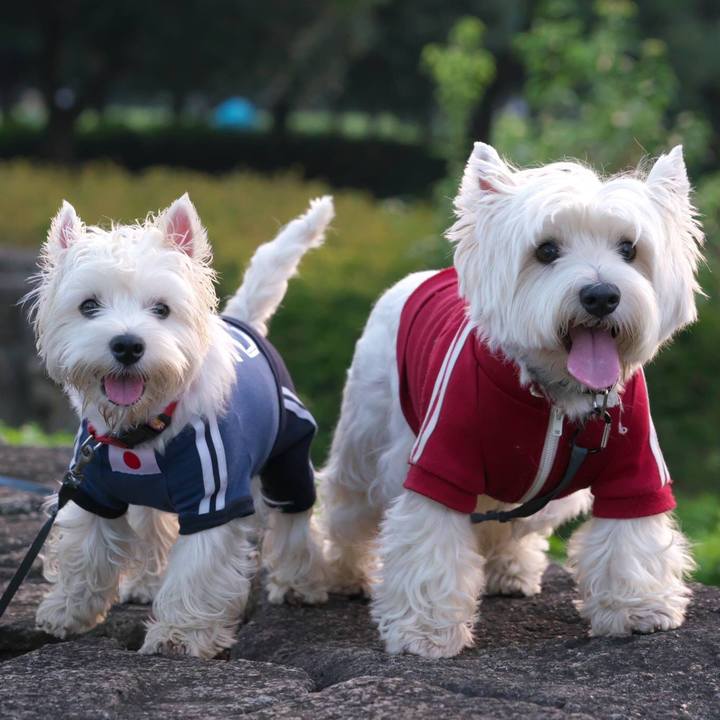 F56f1121 bc9f 4c2d 99fa 860ebf33d923 1537101774923