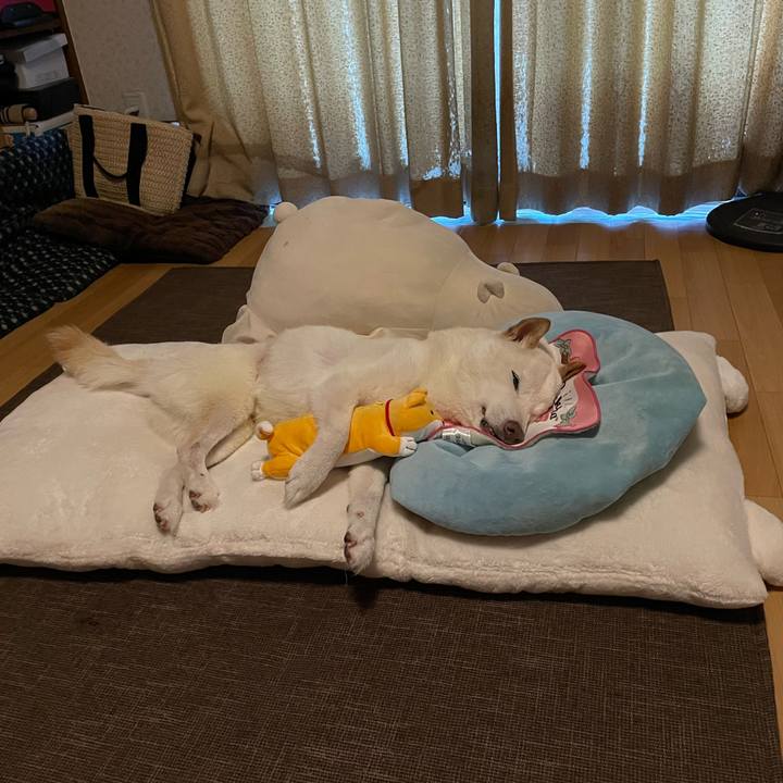 F571c53a 3a7f 43db a18c 285660e1c5cd 1662324906944