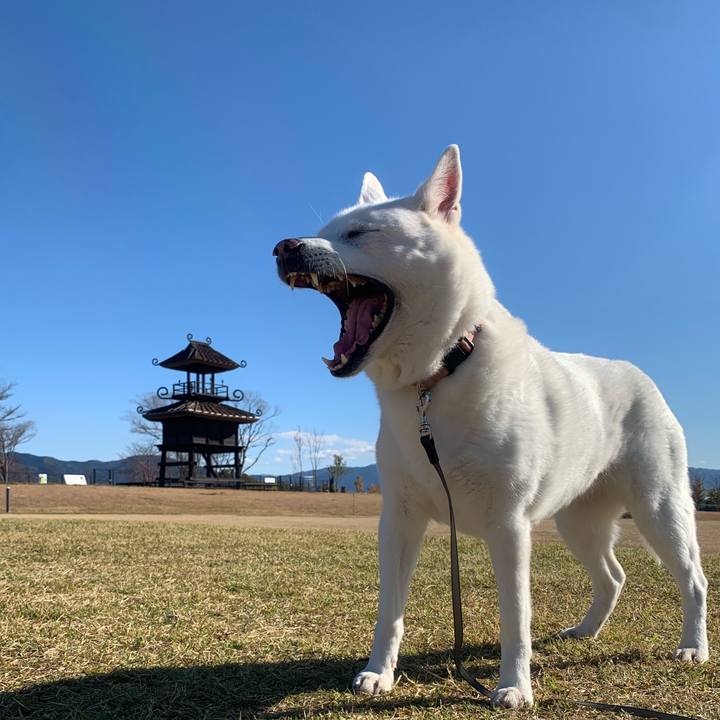 F5773e73 2cdc 4a03 9ffb 98288764e3fc 1543057387130