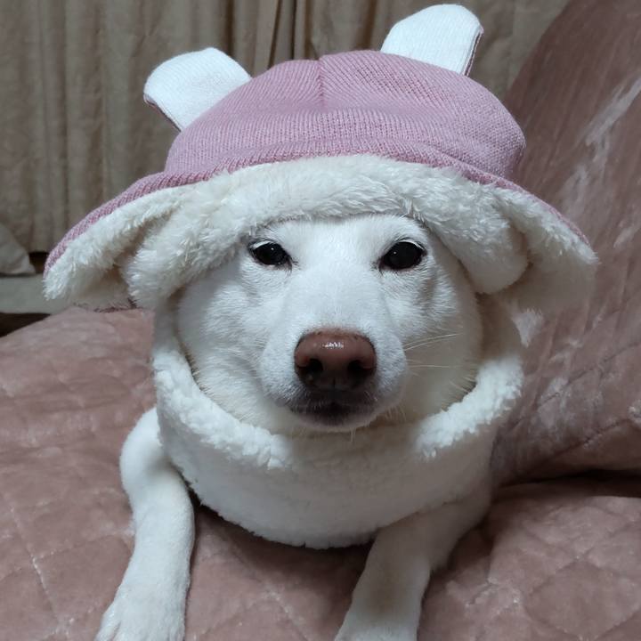 F57a8a68 ac83 4151 bc6a f7f93ea0bcae 1638433707201