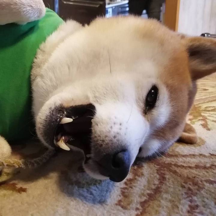 F584e36a 6ca4 4a8e 8330 206dbf1b547a 1586387735679