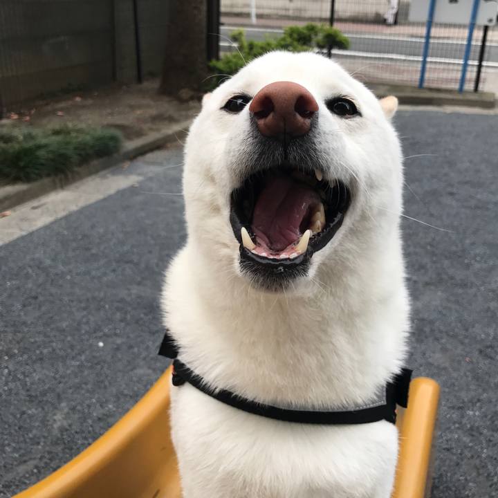 F58a44f6 244d 4eb0 b079 aad5a2febcaa 1526514342155