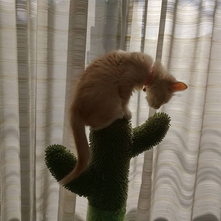 F58d92ca 21d7 43d6 99b4 7a3598de5b0f 1604217586032