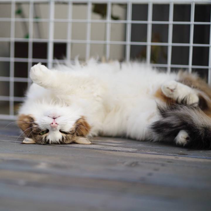 F5927cf3 0413 46eb b61c 21927802663c 1678327229496