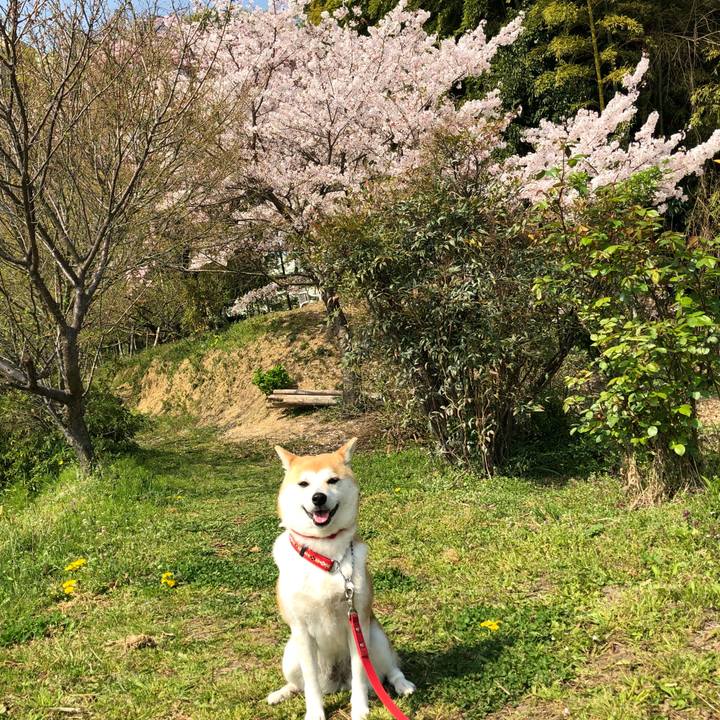 F59570db d67c 4dae 8e66 fbc78e161193 1523155692242