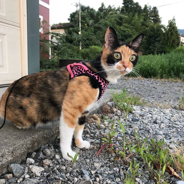 F59c3d51 89b5 433e 9e2a b126075dccee 1532958763987