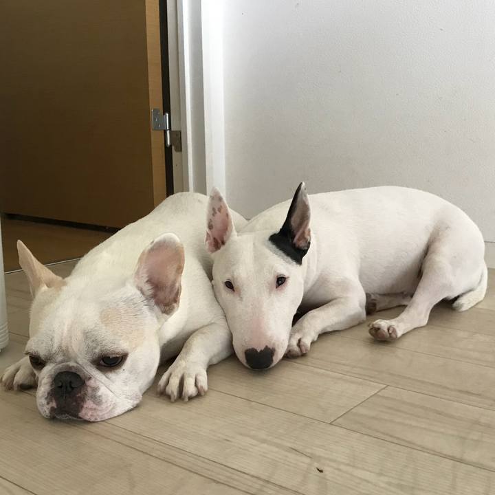 F59d239f 4f0d 4063 96a8 a9c688c2a3f8 1509943280612