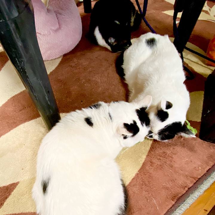 F5a3a5d5 a092 4ec4 873e 7cb8aa13380d 1612847919828