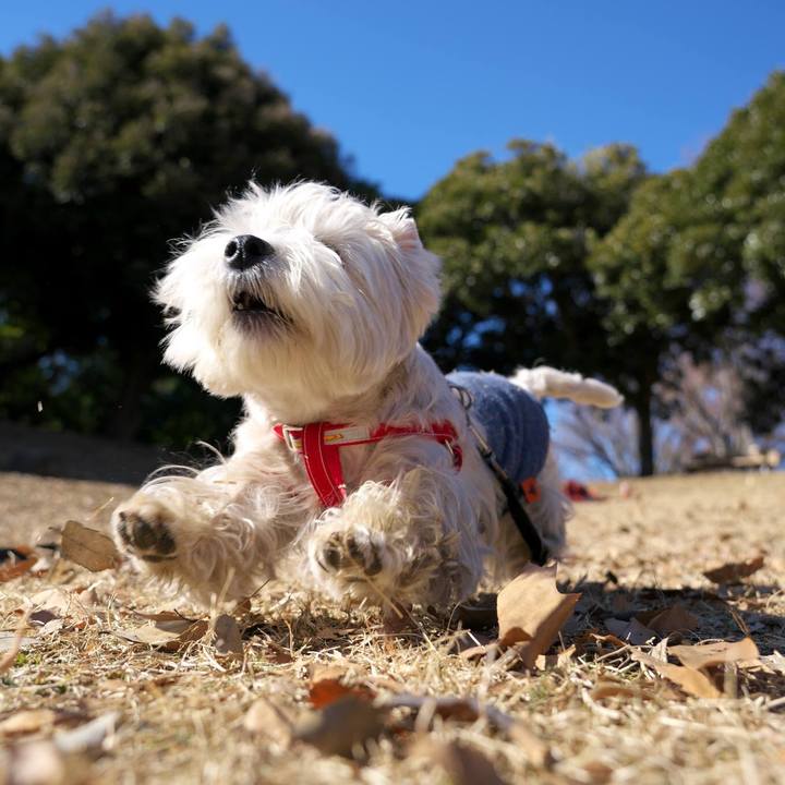 F5a5de6c 2add 4188 ab66 acc0e45f20e9 1514986772529