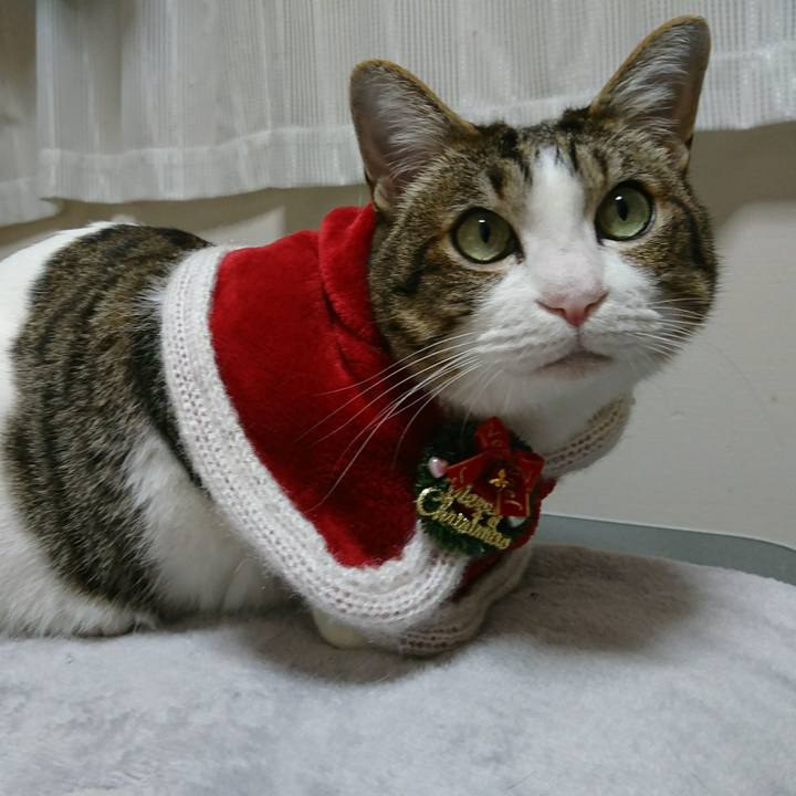 F5a63fd8 2edd 4eee bf1b 2be7ce871ef0 1545698061050