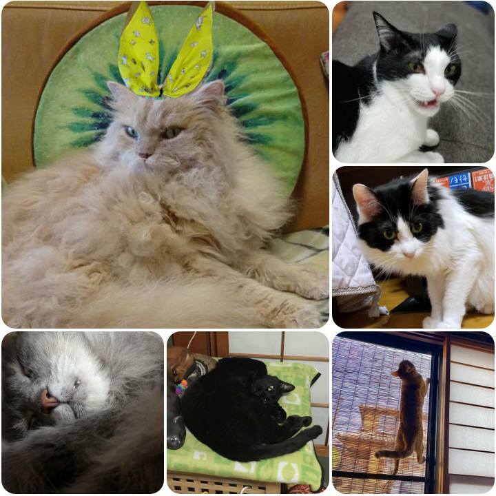 F5a64765 619d 4001 8c47 e4e635cf2bce 1560260028197