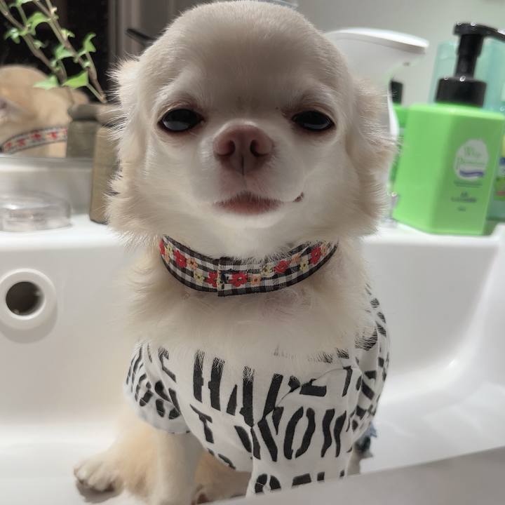 F5a9075c c87b 4f2f a51e 8f84a9c464e0 1725359723328