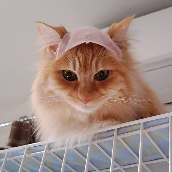 F5acd73d d456 4903 814f 7d4e6aaf11b2 1759299167215