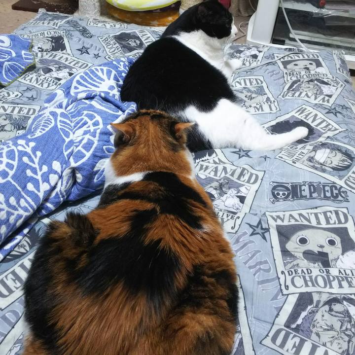 F5ad71c9 aaf1 4864 81f8 967c59b50a56 1532898905634