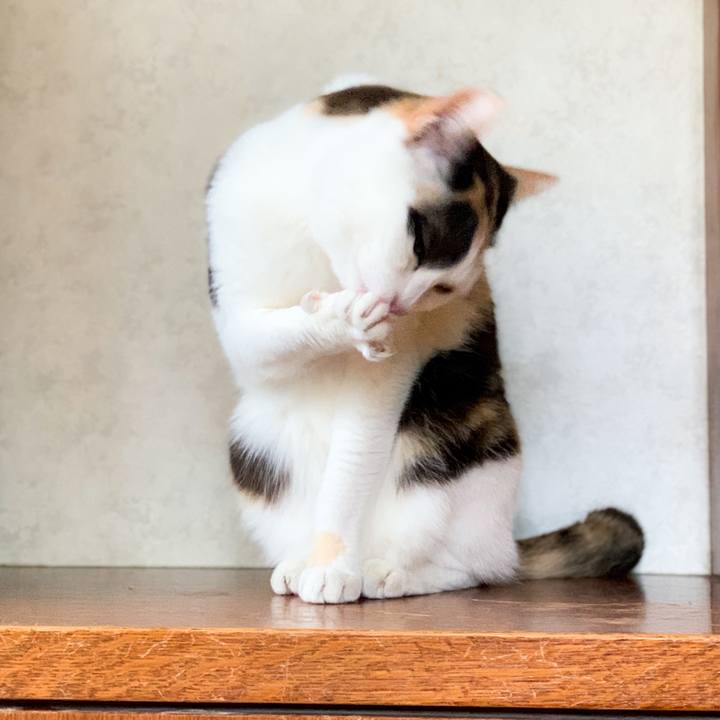 F5adda15 c1ce 405b 98c1 a8ba1df6f06b 1594346069606