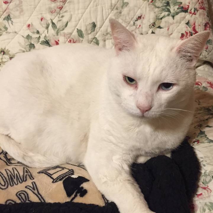 F5b1cefa 8e86 45b0 8405 cc633a7e4058 1516054081264