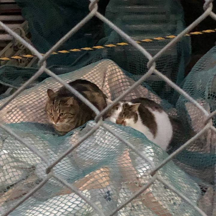 F5ba0e40 979c 48b7 96ec 59b4fd3595f6 1549488280589