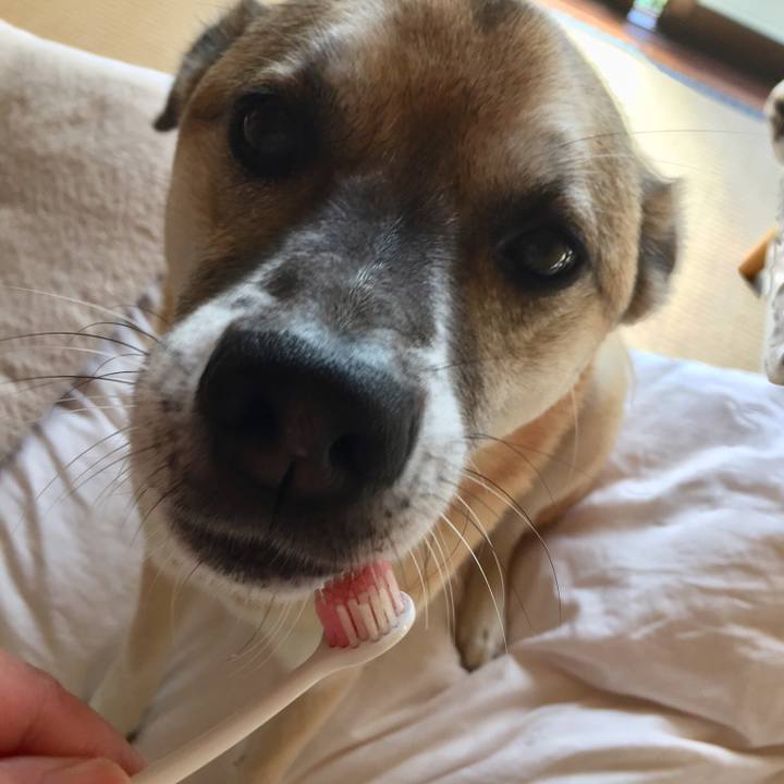 F5bd92ac 4dc4 4ad0 b394 4aba0e9a0ce7 1540425076960