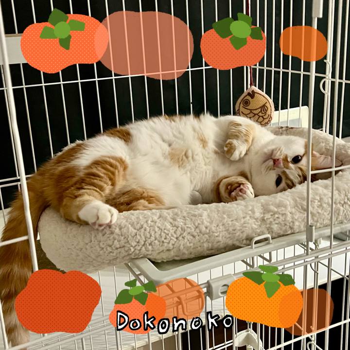 F5c3dc0b d60d 47ad 973f 36ad00277668 1762746254444