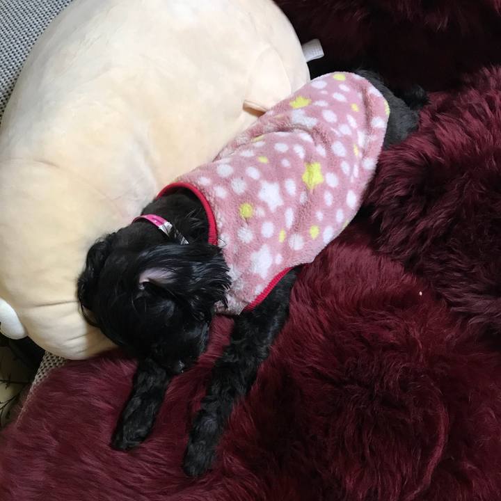 F5c52929 ffa3 4010 af41 c4f224ed4e15 1512482426684