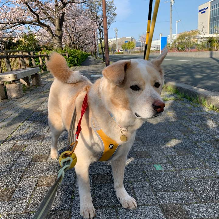 F5c77ee3 00ab 451c 81bd 265d7613bda3 1586481582191