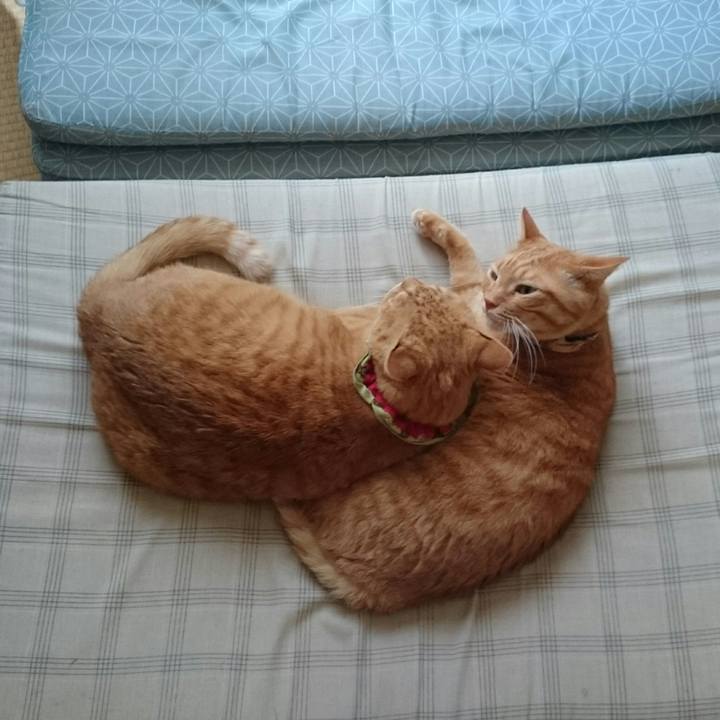 F5c7cf38 8c1e 4b6d 872c 8a5429276f6e 1507860784581