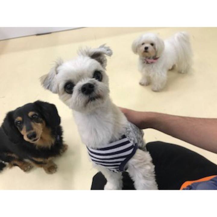 F5c7d9c2 bf5f 48d0 bbeb df37861e1088 1542328463555