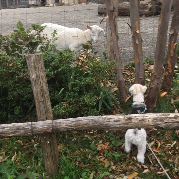 F5c99ef4 97ed 426c 9143 50954ce62cd4 1510227110197