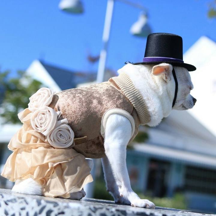 F5caff2a 1bb5 4cf7 be82 0a49630565e3 1509696771662