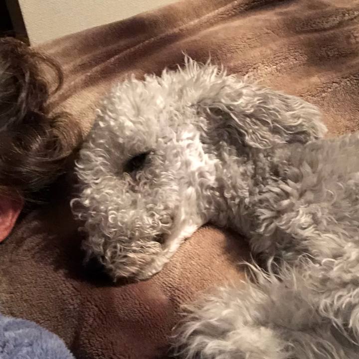 F5cca623 a46f 4779 8344 45bcaeb39765 1584803957683