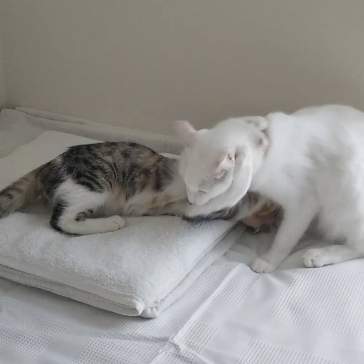 F5cca6cc 2ecb 49cd 9c03 8cba53126d28 1629797585893