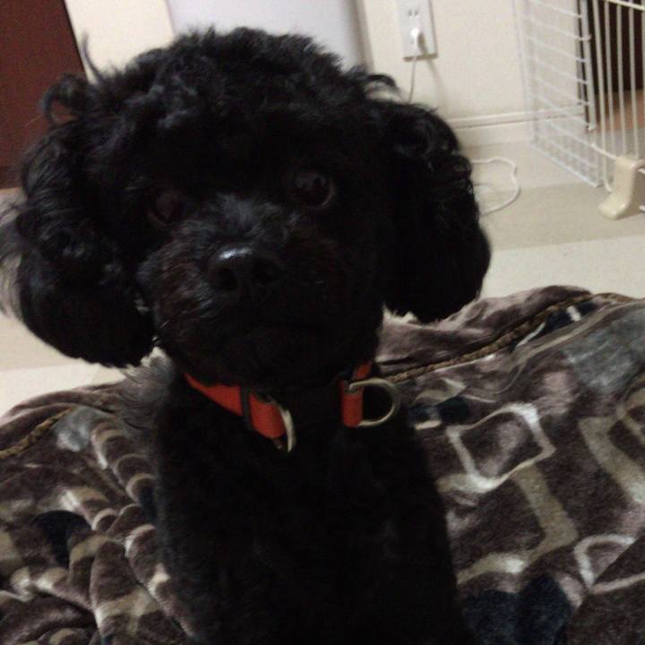 F5cd548b cbb2 423a ae0e f4a3936e8374 1508990952694