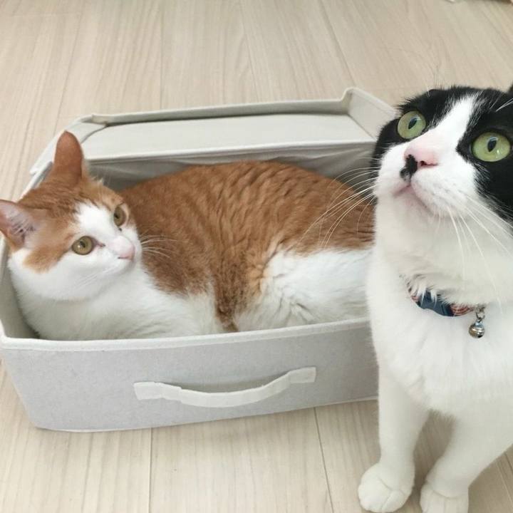 F5ce1209 6a3a 4a9b 828b 62b417225a2e 1534147014158