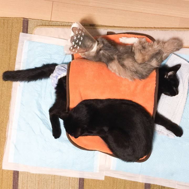 F5d1abba 272e 4859 8d32 8e36526dc520 1554979376411