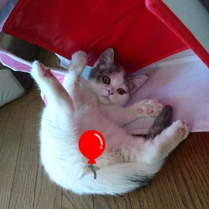 F5d81216 b6c4 4b37 a6e2 a149f4a14ab1 1529024392610