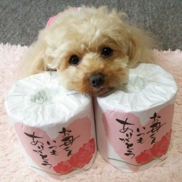 F5d9a87e 122e 4c1e 88f1 d91946a72629 1526297674870