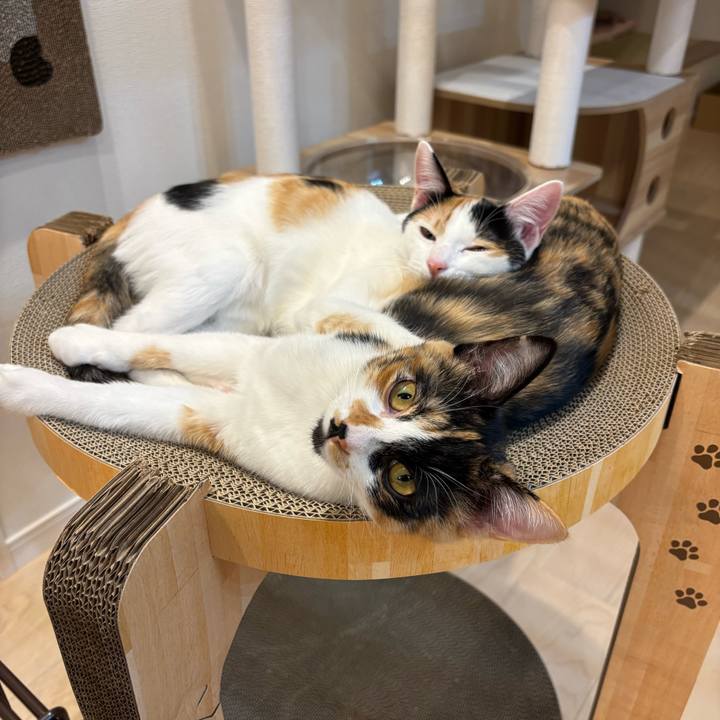 F5dad026 84e2 4584 8ed4 06209e438992 1762952625029