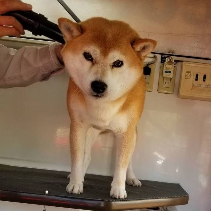 F5db16f7 3bfe 47b0 8dc0 873e5eac06f8 1567213105621