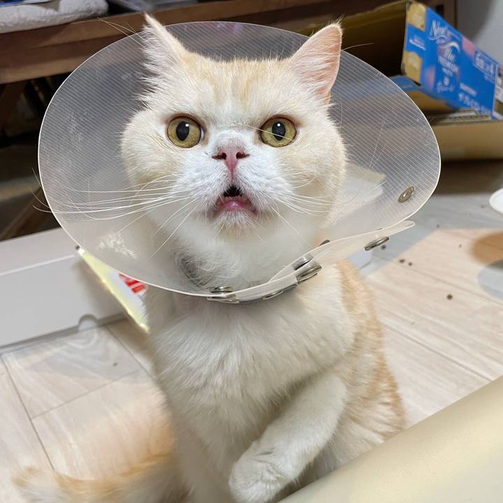 F5dd0828 1bc0 431a 90a9 9764cba66f20 1754053123696