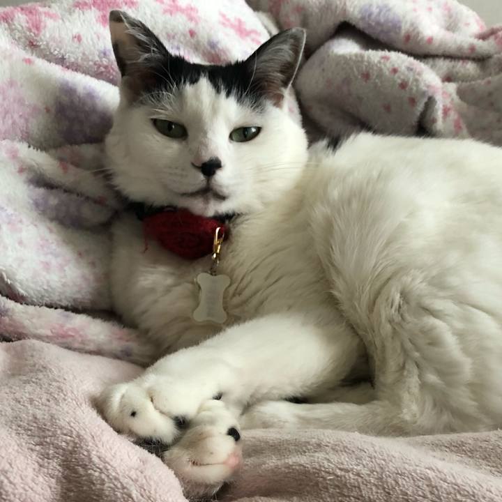 F5e3a828 1186 4953 825a 10237ce9be71 1524093529051