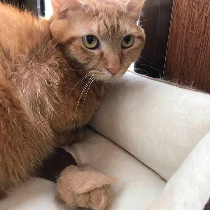 F5e4f0bb 02ea 4020 bc4d e8e009ae56fe 1590015593620