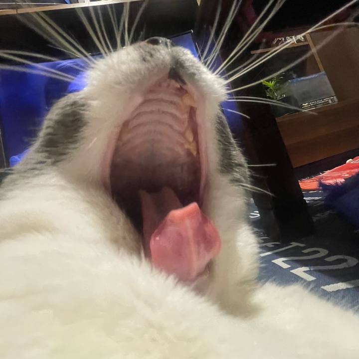 F5e8bd88 bf3a 4bf6 9065 e66610797ef7 1721306996145