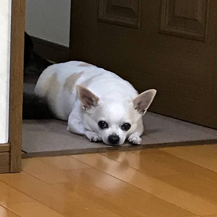 F5e94eb9 40e3 4d0c 8137 22a5d36ba1b1 1553859462920